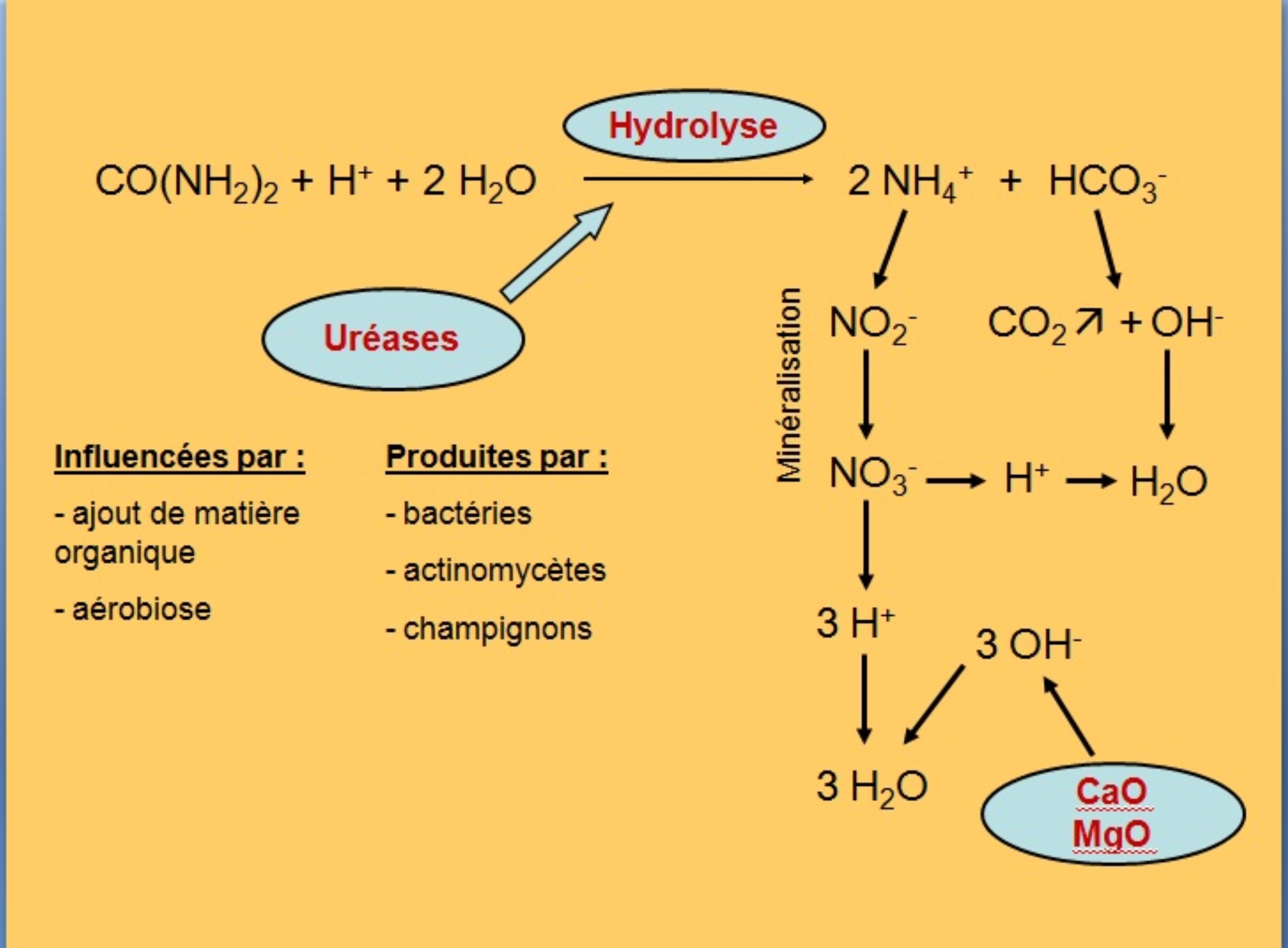Hydrolyse